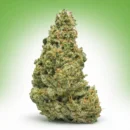 Green Poison CBD : Fleur Indoor Citronnée | Royal Shop CBD