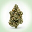 Fleur Rollex OG CBD Indoor | Arômes Terreux & Pin