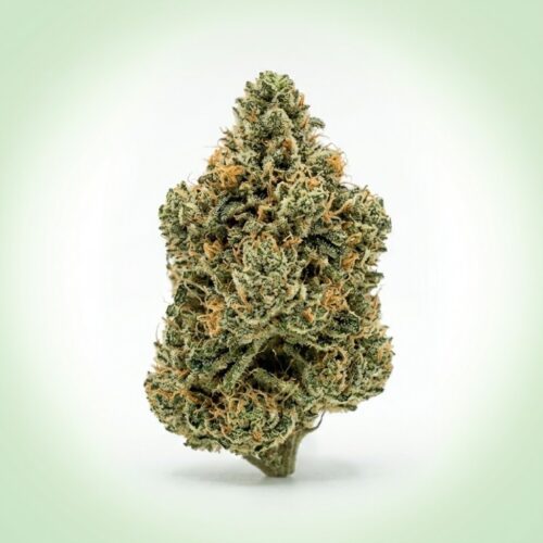 Fleur Rollex OG CBD Indoor | Arômes Terreux & Pin