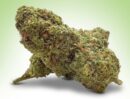 Fleur By Night TNT 50% THD | Puissance & Relaxation